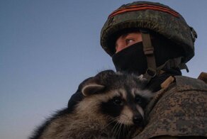 Россияне вывезли из Херсона енота, который стал героем мемов и причиной истерики на Украине