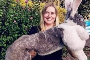 Фландры - великаны среди кроликов