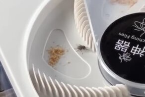 Коварная мухоловка