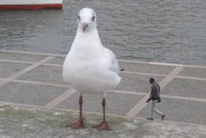 Ракурс решает всё: 45 фотографий, на которые придётся посмотреть дважды