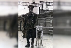 История первого в мире волка, приученного к розыску преступников
