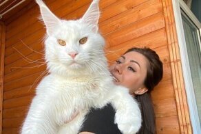 20+ фото величественных мейн-кунов, после которых вы влюбитесь в эту породу