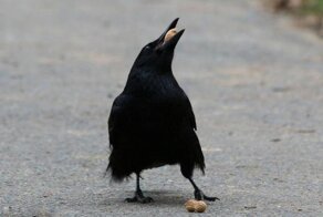 Японские вороны бросают орехи под колеса машин, чтобы их расколоть