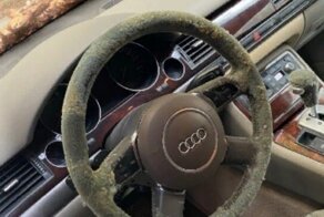 Люди делятся в интернете плесенью, которую обнаружили или вырастили