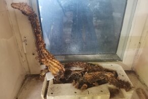 "Коллективный разум по имени Толик": интернет-пользователи делятся фото растений с забавными комментариями