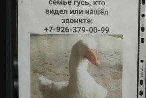 Въезд через выезд: свежая порция убойных бумажных объявлений