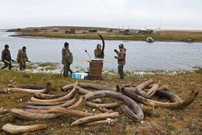 «Белое золото» под мораторием: где в России всё равно добывают ценный ресурс для любителей роскоши