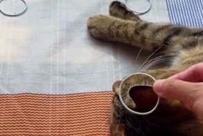 Настоящая КОТапульта