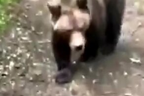 Быстрый способ избавиться от преследующего вас медведя