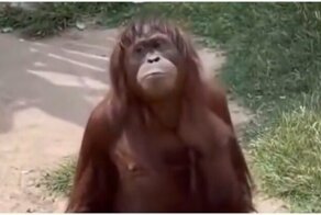 Отдай, или ты следующий: орангутан требует яблоко