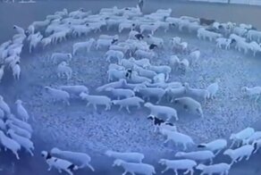 В Китае стадо овец уже 2 недели бегает по кругу