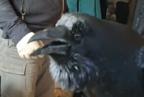 Разговорчивый ворон Карлуша