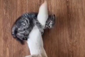 Котёнок нашёл себе достойного противника