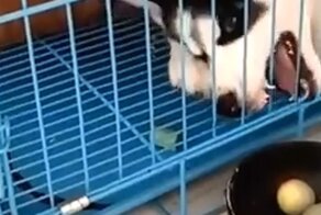 Заставляют голодать: щенок хаски пытается добраться до лакомства