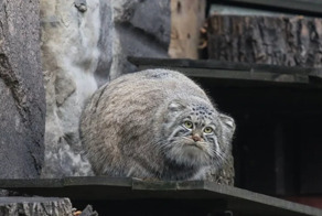 Пушистый интроверт: 5 интересных фактов про манула