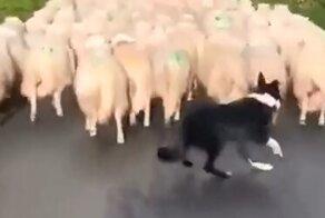 Пастушья собака держит стадо овец в тонусе