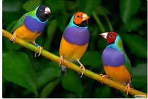 Подсмотрено у природы: работы дизайнеров, явно вдохновлённых матушкой-природой