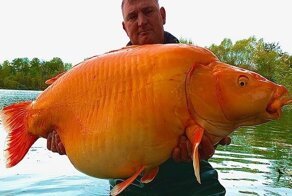 Во Франции на удочку попалась одна из самых больших золотых рыбок в мире