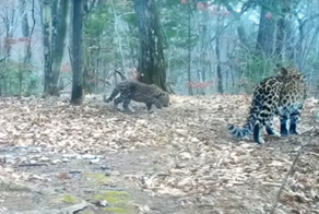 Туристы обнаружили нового котенка леопарда на Дальнем востоке