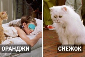 Коты, которые справились со своей ролью в фильме не хуже актёра