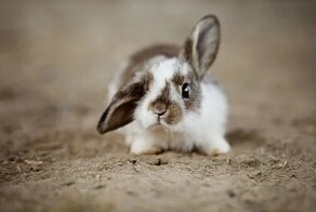 30 случайных фактов для любознательных