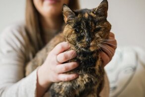 Британская кошка попала в Книгу рекордов Гиннесса