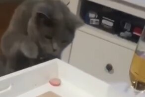 Тщетные попытки кота украсть кусок колбасы