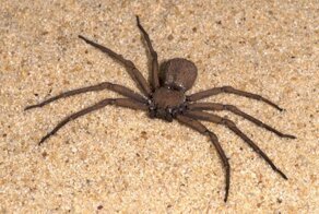 11 самых смертоносных пауков в мире