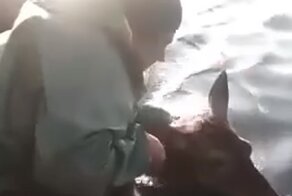 В Анапе рыбаки спасли тонущего оленя и целый час буксировали его к берегу