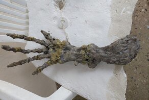 Пара нашла на бразильском пляже руку «инопланетянина»