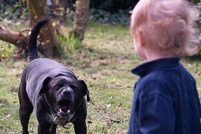 Российские кинологи предложили разработать спецправа на собак