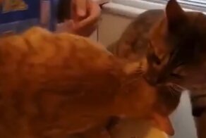 Попытка спасти приятеля от ветеринара