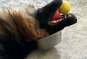 30 чудаковатых собак, которые зарядят хорошим настроением