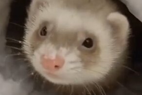 Хорёк в восторге от первого снега