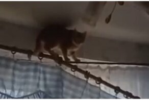 Девушка пожалела, что не уследила за своим котом