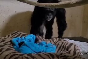 Трогательное воссоединение детеныша шимпанзе с мамой