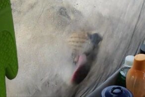 Львы пришли в гости к туристам: живое видео