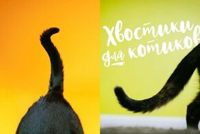 Зачем коту хвост и могут ли кошки жить без него?