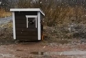 Кошкин дом
