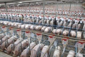 В Китае построили 26-этажный небоскрёб для свиней