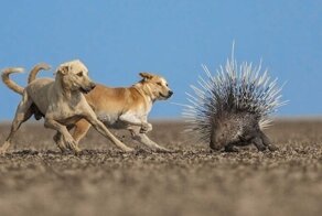 25 победителей конкурса фотографий дикой природы Nature inFocus 2022