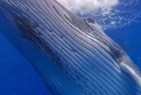 Дайверы столкнулись лицом к лицу с гигантским горбатым китом и запечатлели встречу на видео