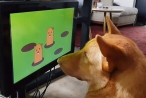 Стартап изобрёл для собак игровую консоль