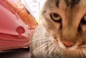 Кошачья разборка от первого лица
