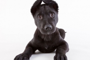 Животные из приюта (10 фото)