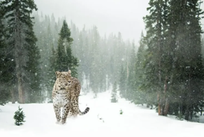 Котенок леопарда из приморского нацпарка поиграл в оператора