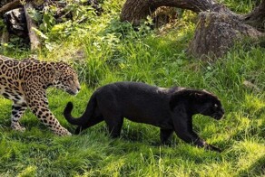 Разноцвеная семья