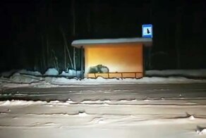 На Камчатке медведица с детенышами пряталась от пурги на остановке