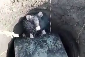 Матёрый: хомяк, с которым лучше не связываться