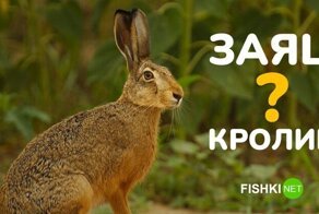 Элементарный тест: детские вопросы, которые могут поставить в тупик даже взрослых
